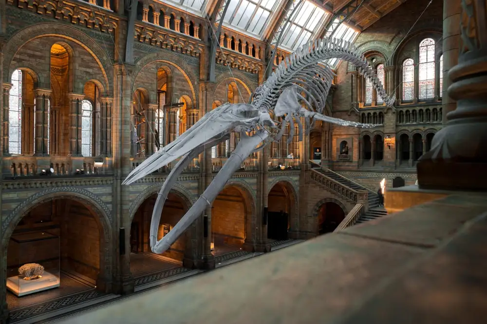 Národní Muzeum Lucy Vstupenky