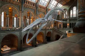 Národní Muzeum Lucy Vstupenky